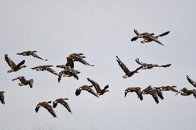 Greater White-Fronted Geese In Flight