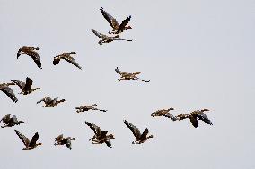 Greater White-Fronted Geese In Flight
