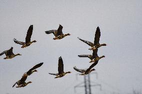 Greater White-Fronted Geese In Flight