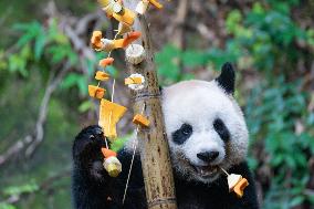 Giant Panda