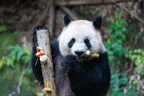 Giant Panda