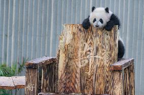 Giant Panda