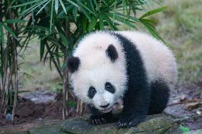 Giant Panda