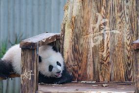 Giant Panda