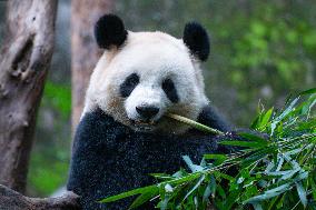 Giant Panda