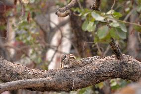 Squirrels On A Tree