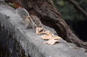 Squirrels On A Tree