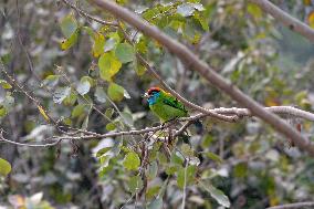 India -Bird -Blue Throated Barbet