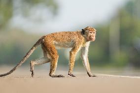 Toque Macaques In Sri Lanka