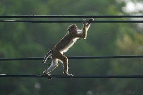 Toque Macaques In Sri Lanka