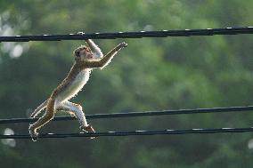 Toque Macaques In Sri Lanka