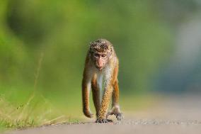 Toque Macaques In Sri Lanka