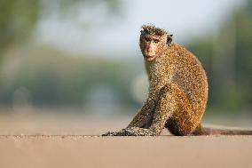 Toque Macaques In Sri Lanka