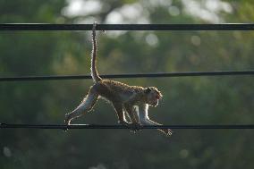 Toque Macaques In Sri Lanka