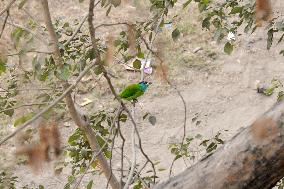 Birds In India