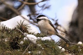 Alberta Winter Birds