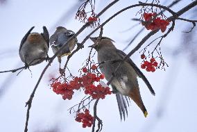 Alberta Winter Birds