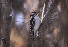 Alberta Winter Birds