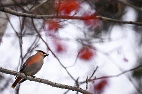 Alberta Winter Birds