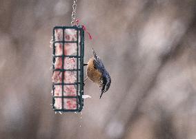 Alberta Winter Birds