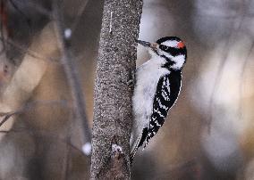 Alberta Winter Birds