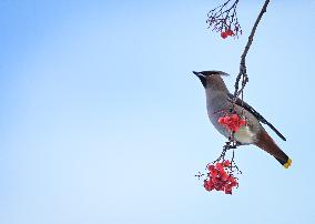 Alberta Winter Birds