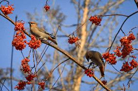 Alberta Winter Birds