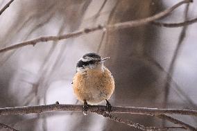 Alberta Winter Birds