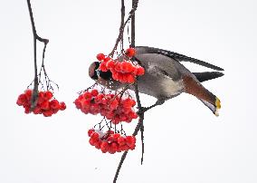 Alberta Winter Birds