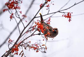 Alberta Winter Birds