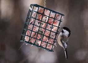 Alberta Winter Birds