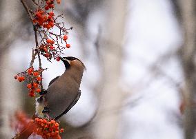 Alberta Winter Birds