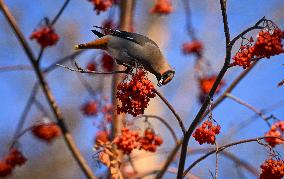 Alberta Winter Birds