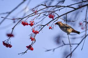 Alberta Winter Birds