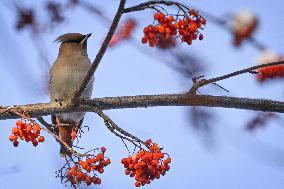 Alberta Winter Birds