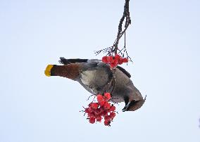 Alberta Winter Birds