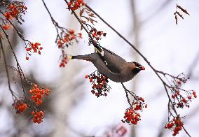 Alberta Winter Birds