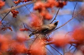 Alberta Winter Birds