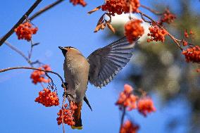 Alberta Winter Birds