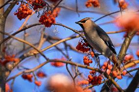 Alberta Winter Birds