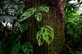 Greenhouses of Zaporizhzhia Botanical Garden restored after Russian attacks
