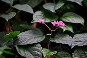 Greenhouses of Zaporizhzhia Botanical Garden restored after Russian attacks