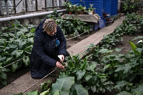 Greenhouses of Zaporizhzhia Botanical Garden restored after Russian attacks