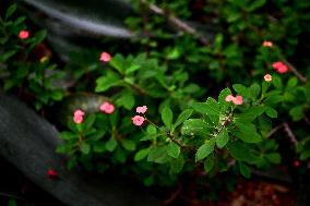 Greenhouses of Zaporizhzhia Botanical Garden restored after Russian attacks