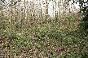 Schoolgirl Found Dead In A Wood - Essonne