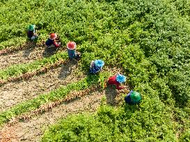 Harvesting Carrots In Bangladesh