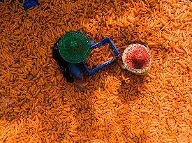 Harvesting Carrots In Bangladesh