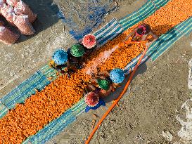 Harvesting Carrots In Bangladesh