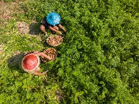 Harvesting Carrots In Bangladesh