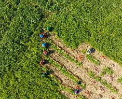 Harvesting Carrots In Bangladesh